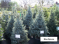 Blue Spruce